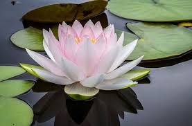 Psicólogos Mindfulness Madrid